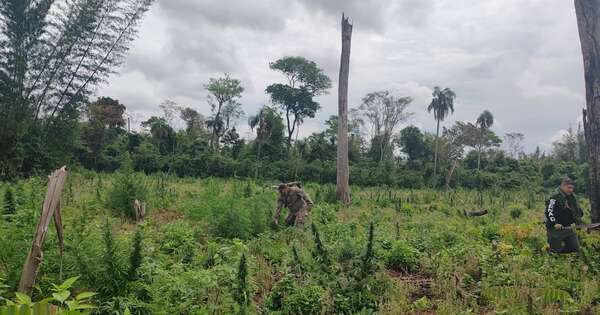 Diario HOY | Eliminan 15 toneladas de droga en San Pedro