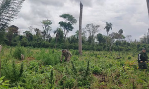 15 toneladas de marihuana destruidas en General Resquín por la Senad - OviedoPress