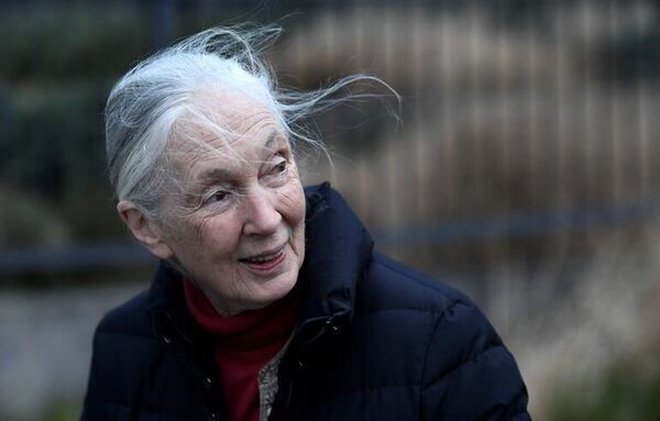 Netflix presenta la última entrevista de Jane Goodall antes de su fallecimiento - Ciencia - ABC Color