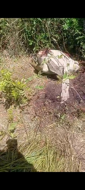 Faenan clandestinamente dos vacas en Loreto - Concepción al Día