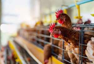 Avipar considera clave la apertura de mercados ante el ingreso de JBS - ABC Rural - ABC Color