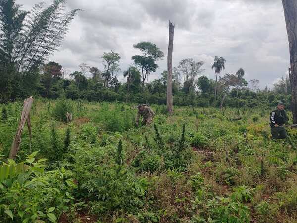SENAD elimina 15 toneladas de marihuana en operativo