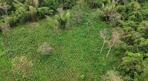 Eliminan 15 toneladas de marihuana en operativo contra estructuras criminales de Brasil y Paraguay