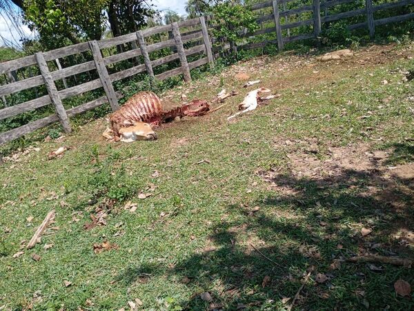 Faenan la última vaca de una abuela de 94 años en San Juan Evangelista - Concepción al Día