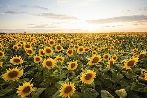 El girasol vuelve con más energía - ABC Rural - ABC Color