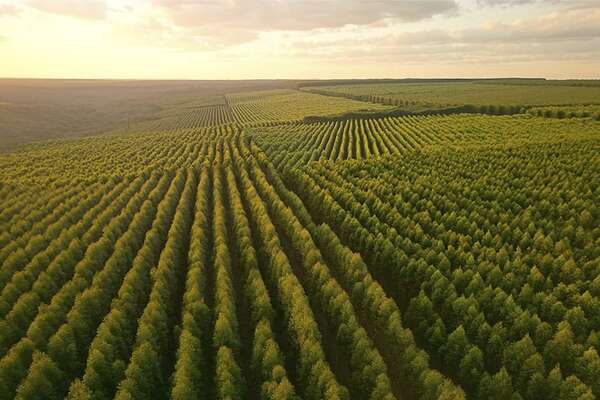 Bosques generan futuro y revolución forestal paraguaya - ABC Rural - ABC Color