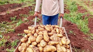 Productores de Amambay logran cosecha de 2.600 kilos de papa