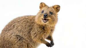 Quokka: el marsupial que conquistó dos islas australianas y un lugar clave en su ecosistema - Ciencia - ABC Color