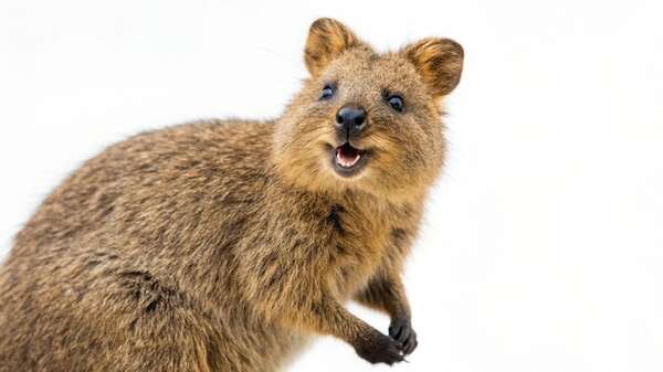 Quokka: el marsupial que conquistó dos islas australianas y un lugar clave en su ecosistema - Ciencia - ABC Color