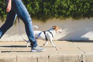 El arte de pasear a tu perro: superando tirones con técnicas y equipos adecuados - Mascotas - ABC Color