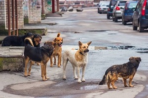 Cambyretá proyecta campaña de esterilización de animales callejeros