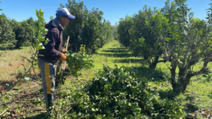 Desplome de precio de yerba mate golpea a pequeños productores