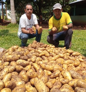 Productores de Capitán Bado logran exitosa cosecha de papa