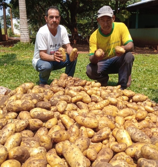Productores de Capitán Bado logran exitosa cosecha de papa