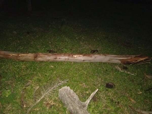 Tragedia en María Antonia: rama de eucalipto acaba con la vida de un niño - Policiales - ABC Color