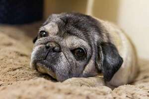 El envejecimiento canino: ¿cómo diferenciar lo normal de una alerta veterinaria? - Mascotas - ABC Color