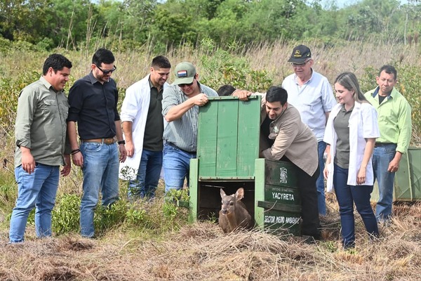 Yacyretá inicia plan piloto de reintroducción de especies nativas