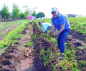 Cosecha papa la producción nacional al pequeño agricultor