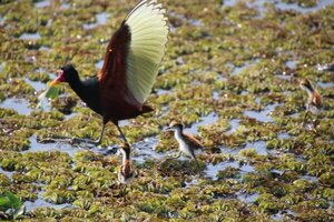 El ave poliándrica de los dedos largos: la jacana