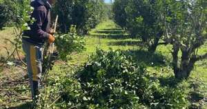 La Nación / Desplome de precio de yerba mate golpea al sector
