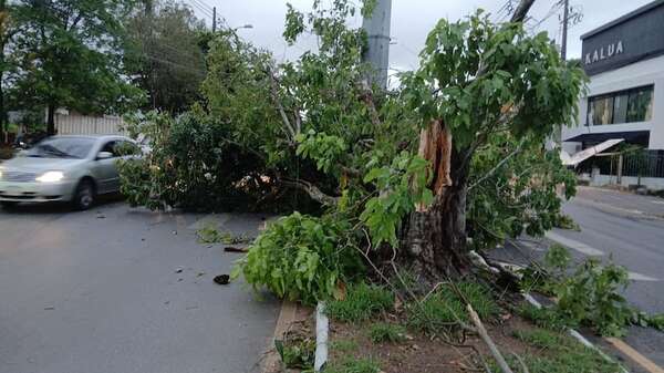 Árboles y cartelería fueron derribados por el fuerte viento en el área metropolitana - Nacionales - ABC Color