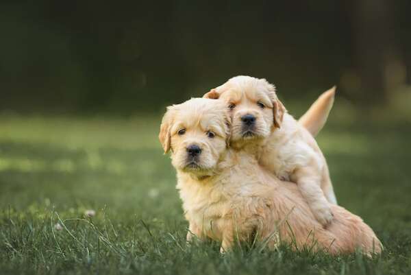 Prevención de lesiones en cachorros: lo esencial para una vida activa y sin dolencias  - Mascotas - ABC Color