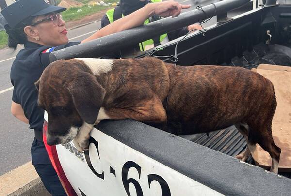 Popular / Triste final: murió atropellado mientras paseaba a su fiel perrita