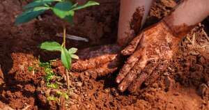 Diario HOY | Un nuevo “Paraguay Planta” exitoso suma 700 arbolitos en la Reserva Guarapi