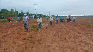 Campesinos invaden y cultivan inmueble de 300 hectáreas en Santa Rosa del Aguaray - Nacionales - ABC Color