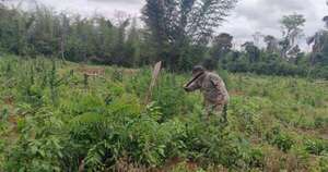 La Nación / Más de 15.000 kilos de marihuana elimina fuerza operativa de Senad