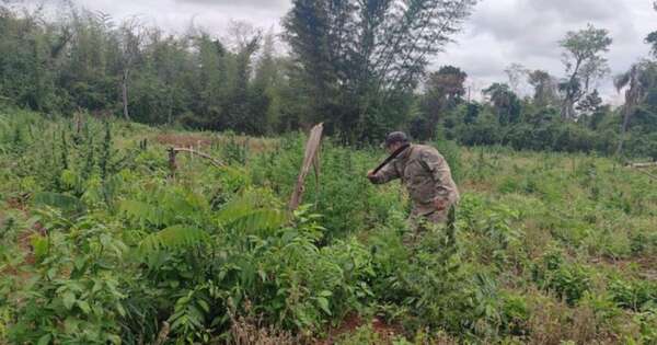 La Nación / Más de 15.000 kilos de marihuana elimina fuerza operativa de Senad