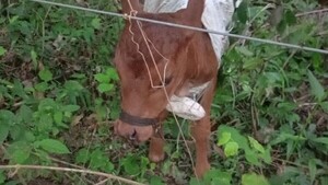 Misiones: Hallan ternera maniatada y abandonada entre las malezas