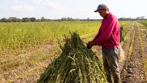 Exportaciones de chía y sésamo superan las 368.000 toneladas en cinco años (29% de crecimiento interanual)