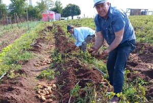 Productores de Amambay cosechan 2.600 kilos de papa