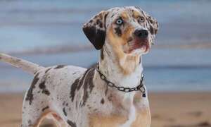 Catahoula Leopard Dog: el perro más inteligente del que casi nadie ha oído hablar - Mascotas - ABC Color