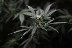 España da luz verde al uso de cannabis medicinal para ciertas condiciones clínicas - Mundo - ABC Color