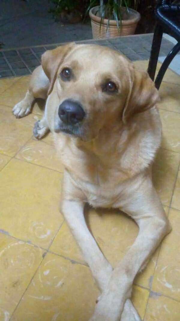 Paco - Encontrá a tu mascota - ABC Color