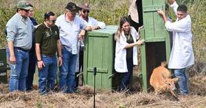 Diario HOY | Yacyretá devuelve a su hábitat a los animales criados en cautiverio