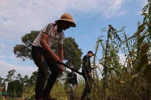 Exportaciones de chía y sésamo reflejan crecimiento sostenido en los últimos años