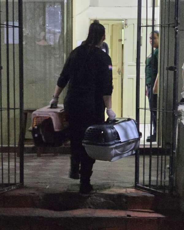 Gatos del Buen Pastor fueron trasladados junto a las reclusas - Nacionales - ABC Color