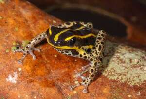 Descubren una rana venenosa de colores vibrantes en la Amazonía peruana - Ciencia - ABC Color