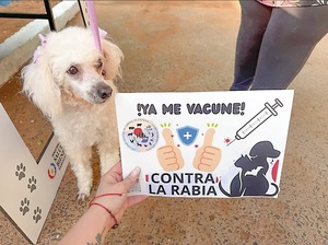 Casi 300 mascotas vacunadas en San Lorenzo contra la rabia