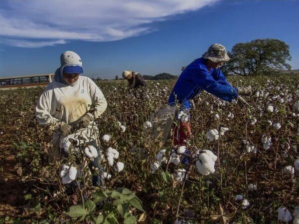 El algodón, un rubro de renta desaparecido en el campo - Concepción al Día