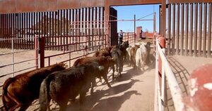 Advierten que el plan de carne en México no dará los resultados económicos de exportar a EE.UU.