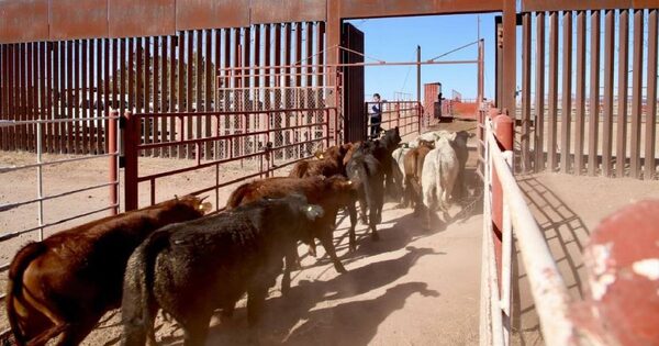 Advierten que el plan de carne en México no dará los resultados económicos de exportar a EE.UU.