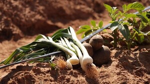 Del campo al mercado: cómo el manejo post cosecha incrementa la rentabilidad de la cebolla nacional