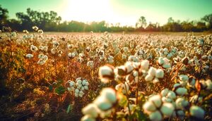 El algodón chaqueño apuesta por tecnología cambio climático