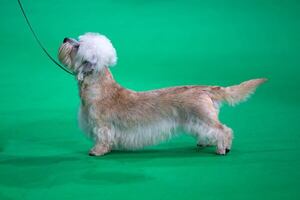 Dandie Dinmont Terrier: el perro único que combina historia, belleza y un alma leal - Mascotas - ABC Color