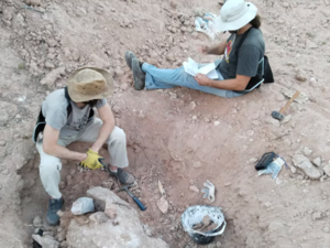 Descubren nueva especie de dinosaurio carnívoro