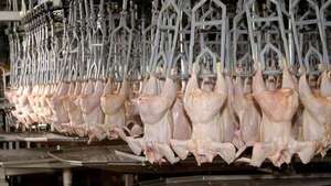 Paraguay enviará por primera vez, en noviembre, carne aviar a Filipinas  - Economía - ABC Color